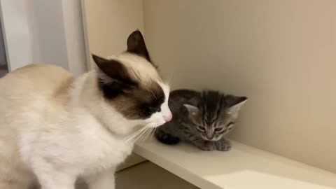 Introducing Cat to New Kitten for the First Time [Day 2]