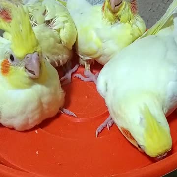 A group of hungry cockatiels looking for food