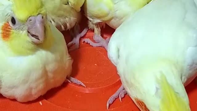 A group of hungry cockatiels looking for food