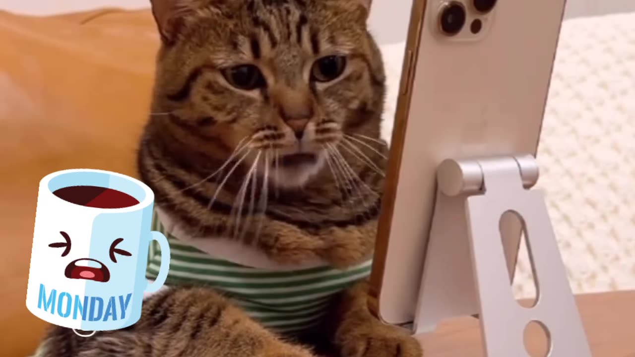 Funny and Cute Cats Videos #276