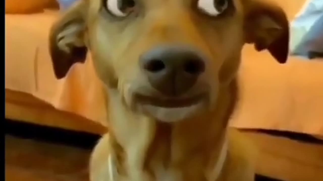 Doge#comedy#viral#video#