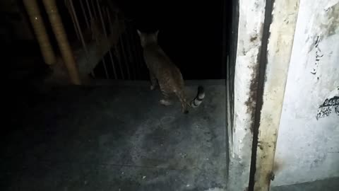 stray cute cat is searching a home/stray cats & kittens