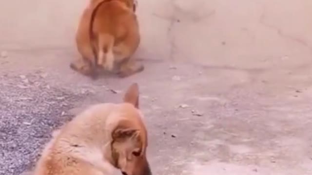 Funny dog exercise by watching a man exercising