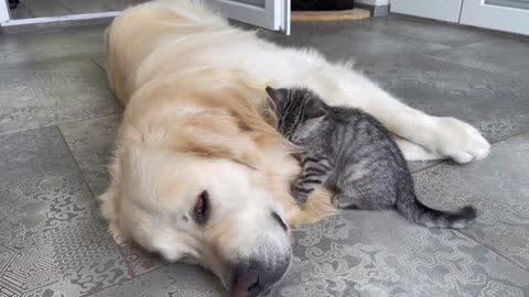 Baby Kitten Shows his Love for Golden Retriever