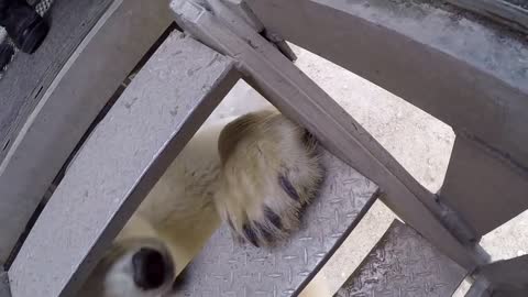 Polar Bear Encounter