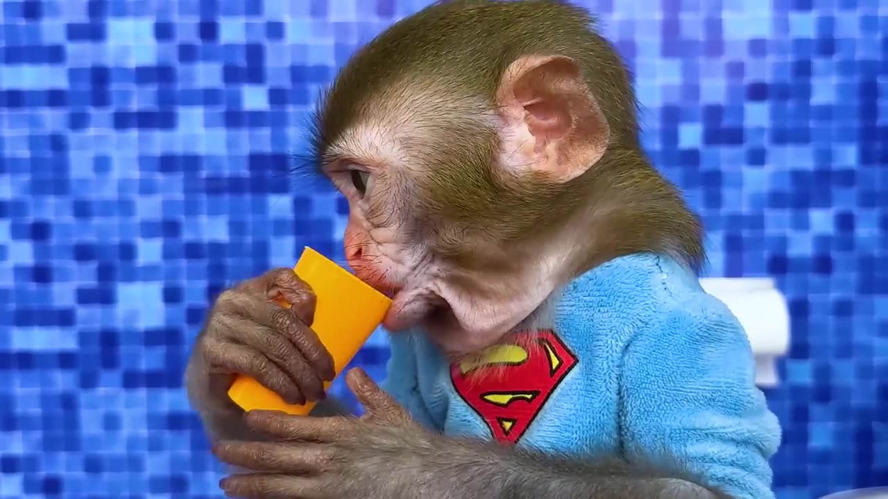 Monkey Baby