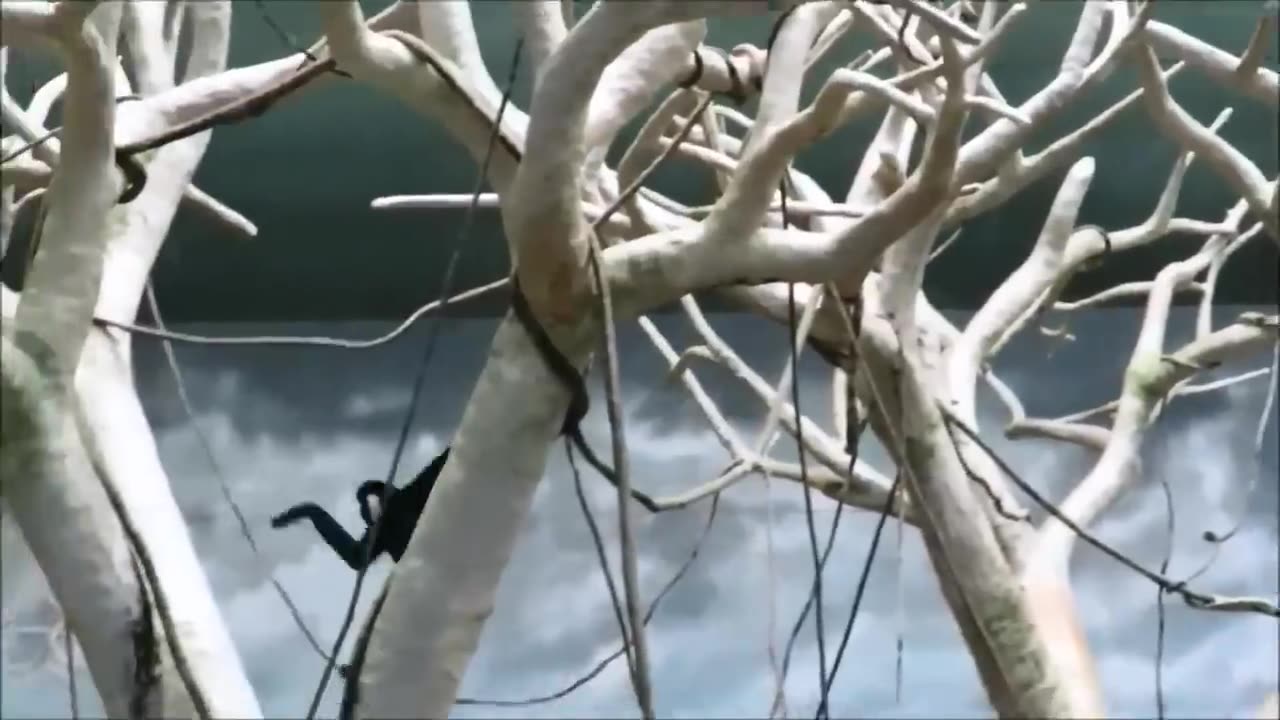 Cute Gibbons Playing & Climbing