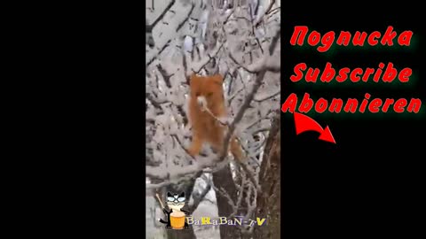 funny cat videos 😸