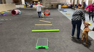 Puppy Agility Games