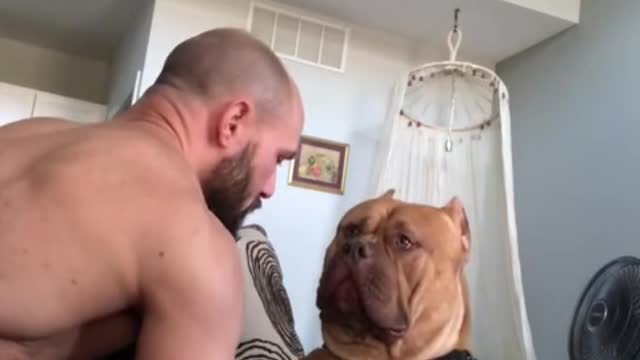 Massive pit bull is a sweet gentle giant