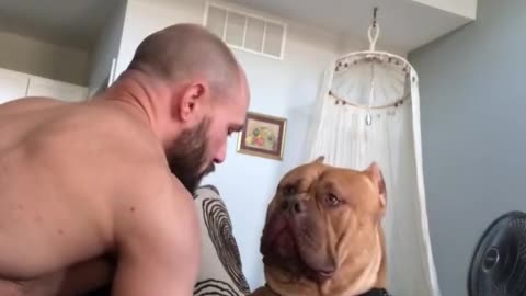 Massive pit bull is a sweet gentle giant