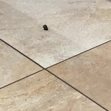 Poops they did it again. Chit me baby one more time