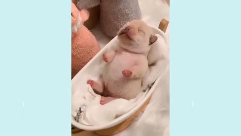 Cute puppies videos