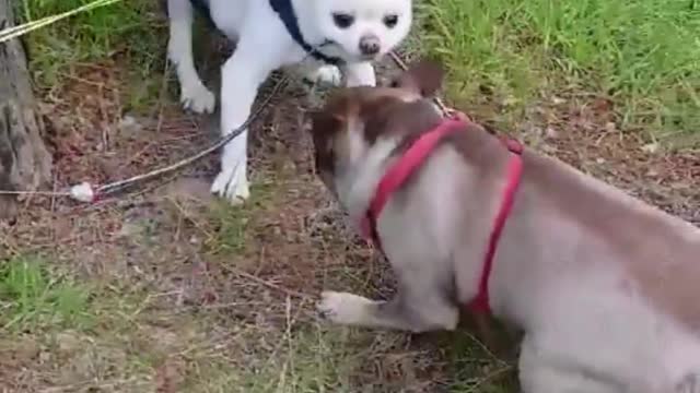 puppies on a picnic.