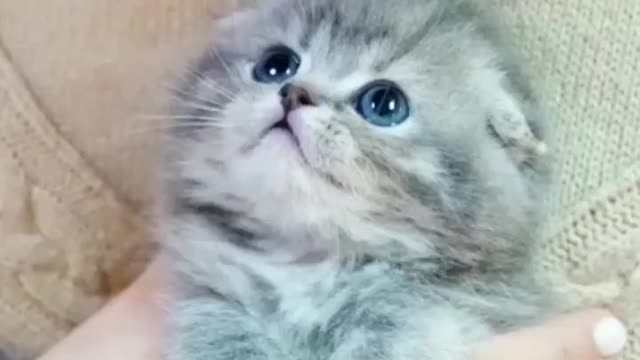 Such a beautiful little cat... watch Now