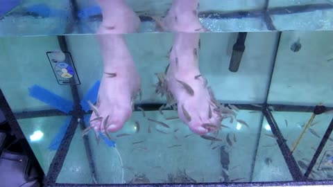 Fish pedicure