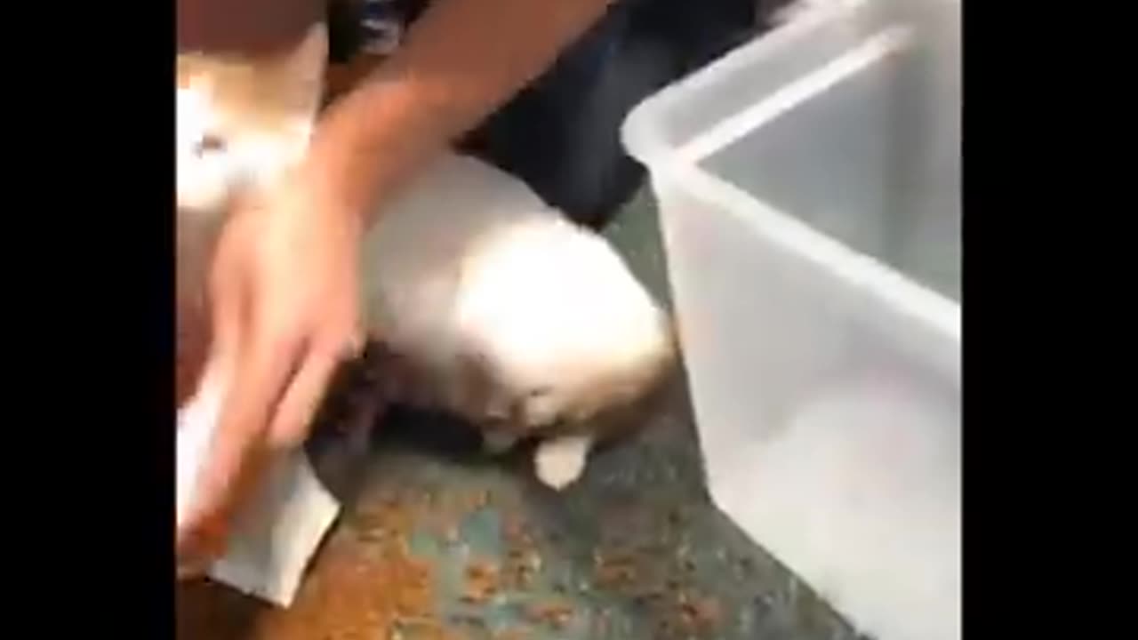 Funny animal