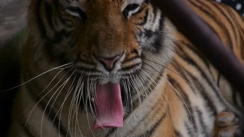 TIGER MEDIUM : 2/1/2023