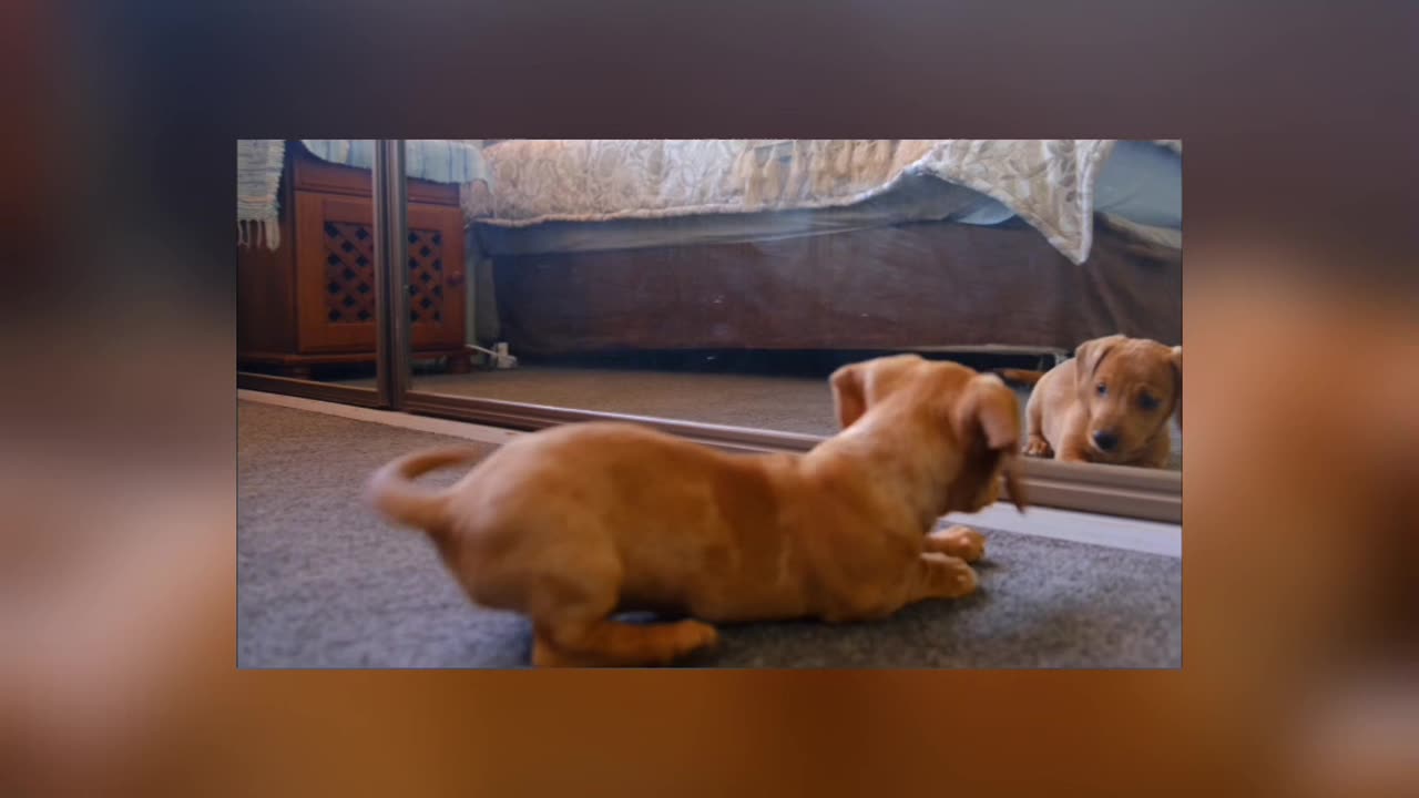 Puppy and mirror..