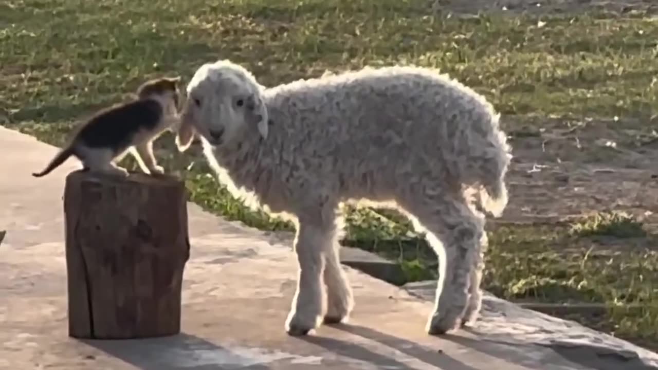 Kitten playing with lamb