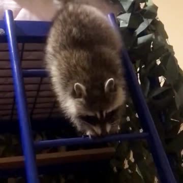 Kherson the racoon crawls down his bunk bed ladder