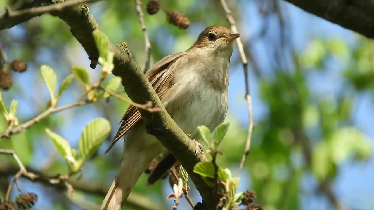 News Break: the birds of the air declare the glory of God.