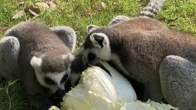 lemurs