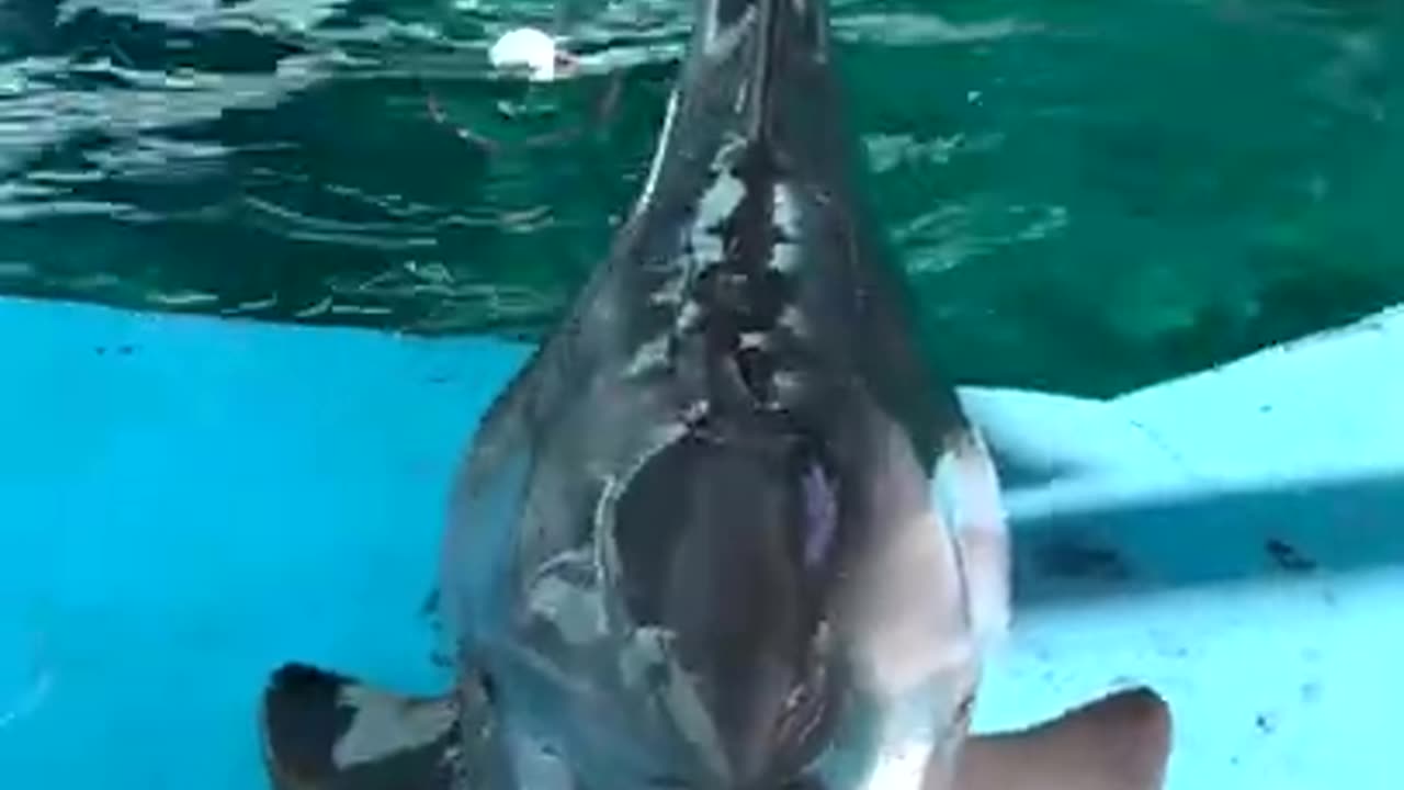 Cute delights Talking Dolphin #shorts #viral #shortsvideo #video