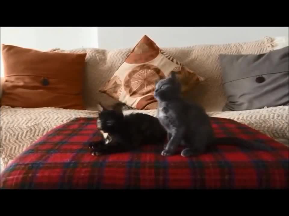 Kittens have heavy metal jam session