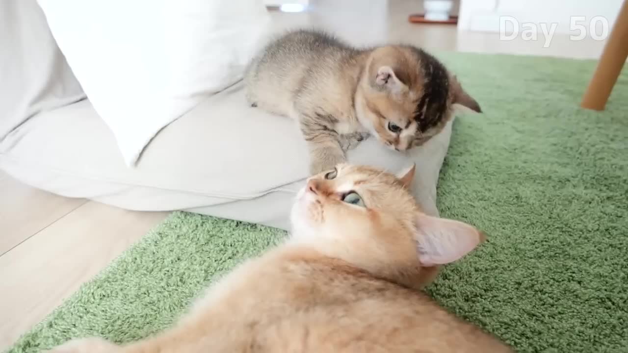 Kitten Kiki Grow Complete Different in 60 Days