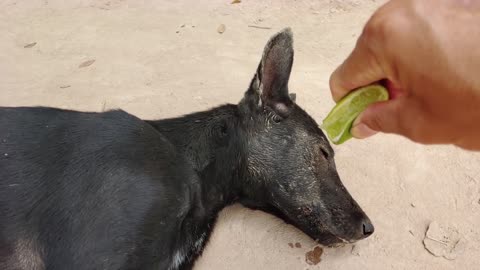Fun with a sleepy dog using lemon