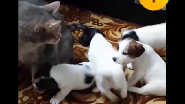 Most cute Dog 🐕🐕 video