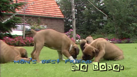 Boxer puppies