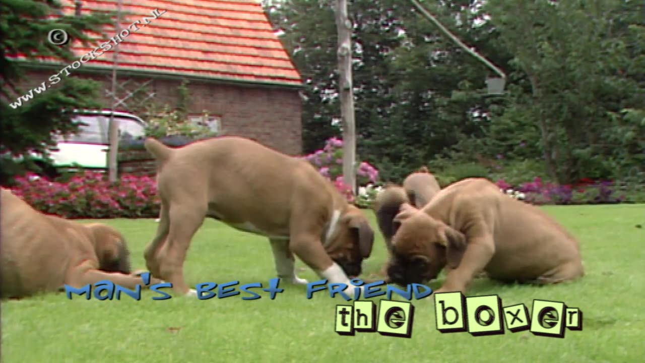 Boxer puppies