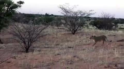 LIONESSES DO NOT TAKE ENCROACHMENT ON THEIR TERRITORY LIGHTLY