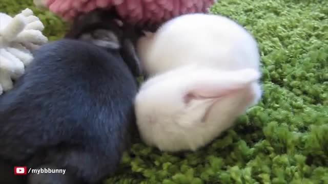 The Cutest Baby Bunny Rabbit Compilation EVER_Cut