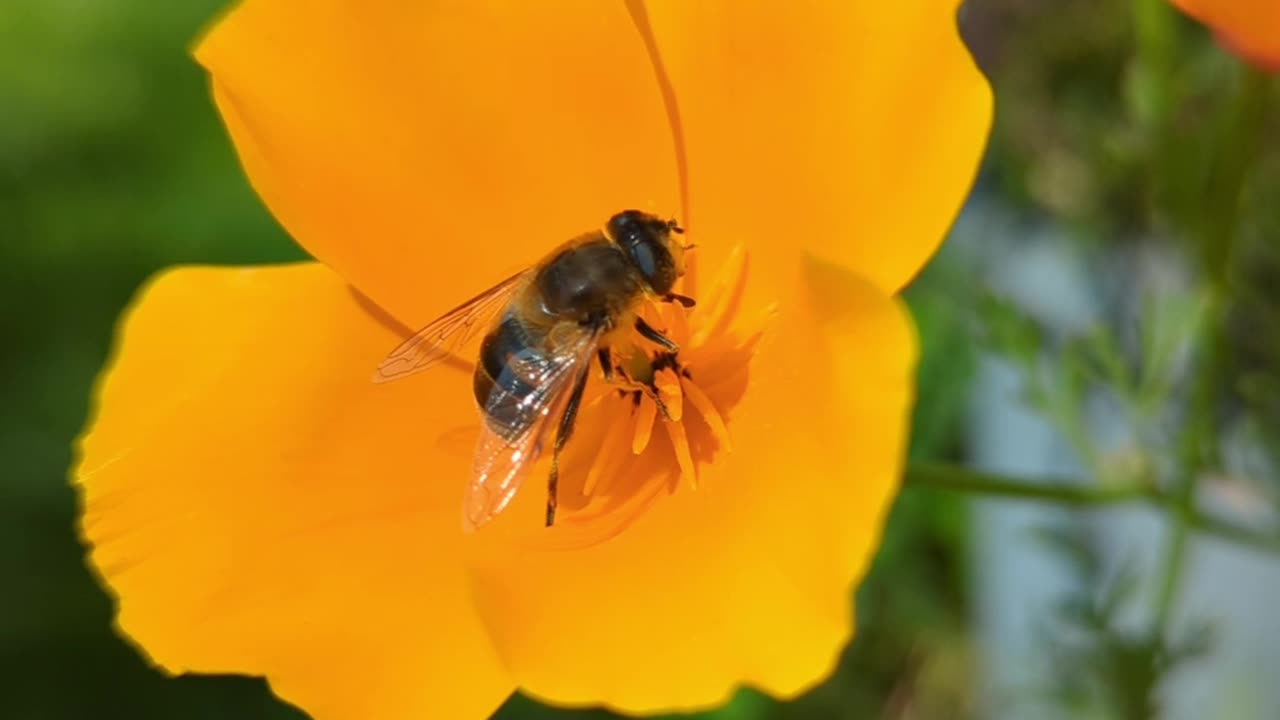 Hover fly on a poppy flower