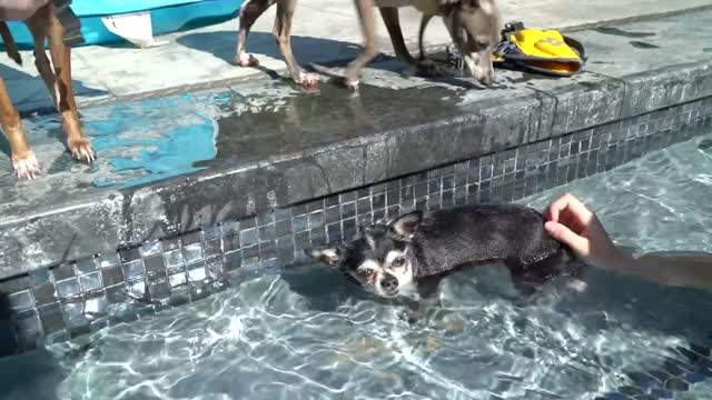 Swimming with the Dog