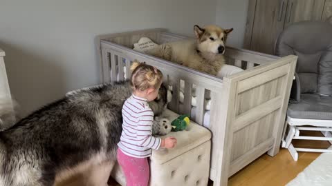 Adorable Baby Girls Puts Her Dog To Bed Even Reads Him A Story!