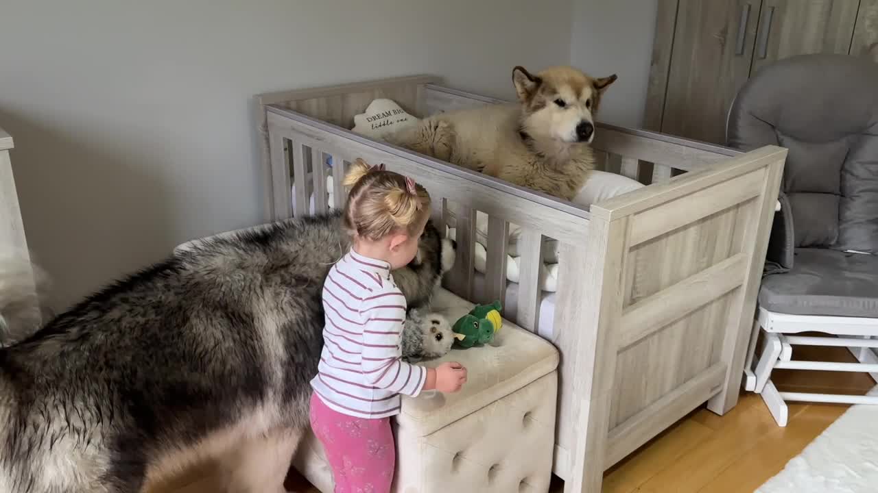 Adorable Baby Girls Puts Her Dog To Bed Even Reads Him A Story!