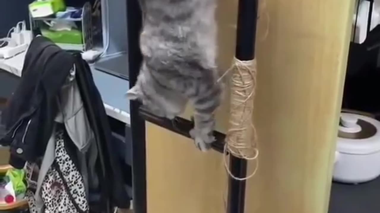 Mission impossible felines