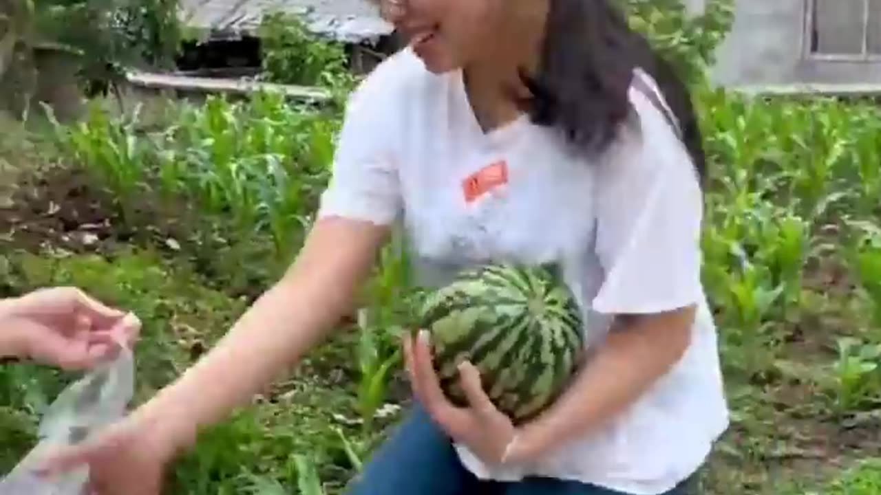 A story of watermelon I funny video and short video