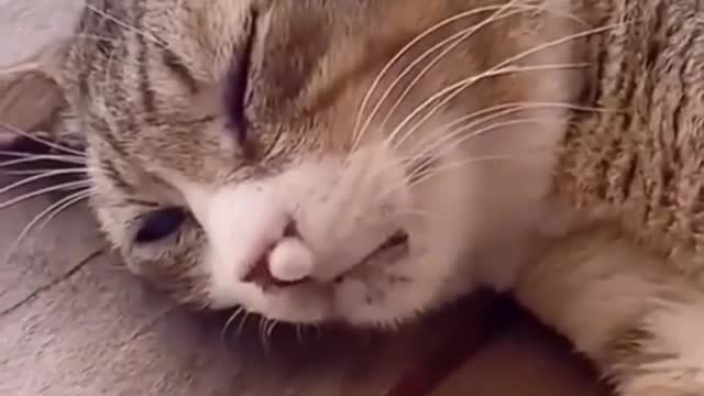 Who doesn’t want a cute kitten all the time