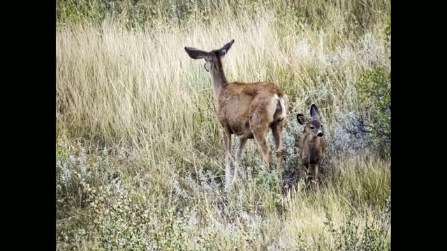 Colorado Vacation #1