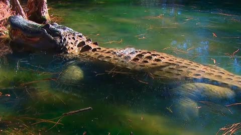 alligator