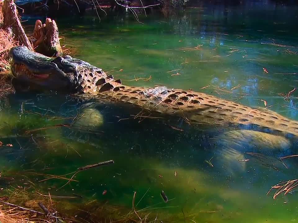 alligator