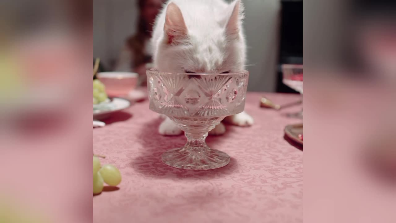 Cat drinking water from a glass 🤣🥺🥺