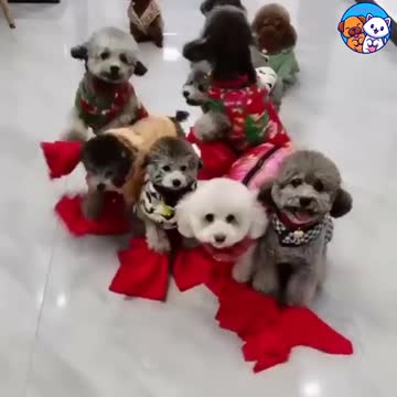 Cute baby dogs