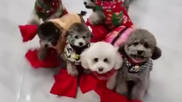 Cute baby dogs