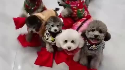 Cute baby dogs